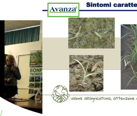avanza_gowan-2