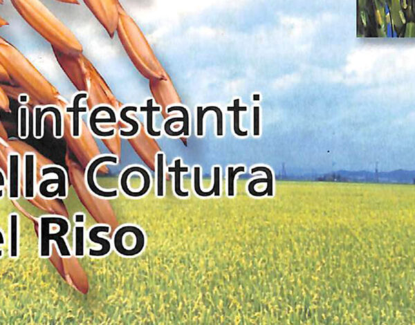 Infestanti_della_coltura_del_riso-1