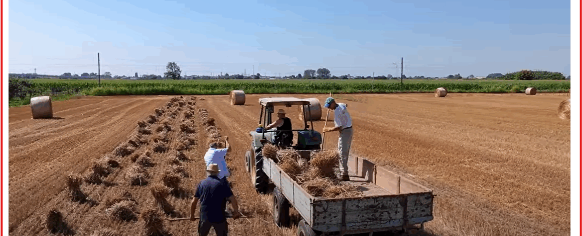 immagine-video-taglialiga