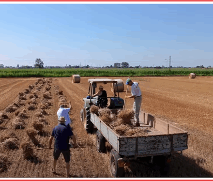 immagine-video-taglialiga