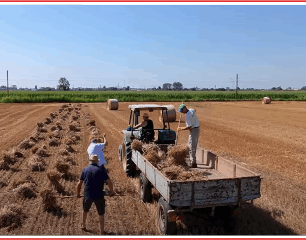 immagine-video-taglialiga