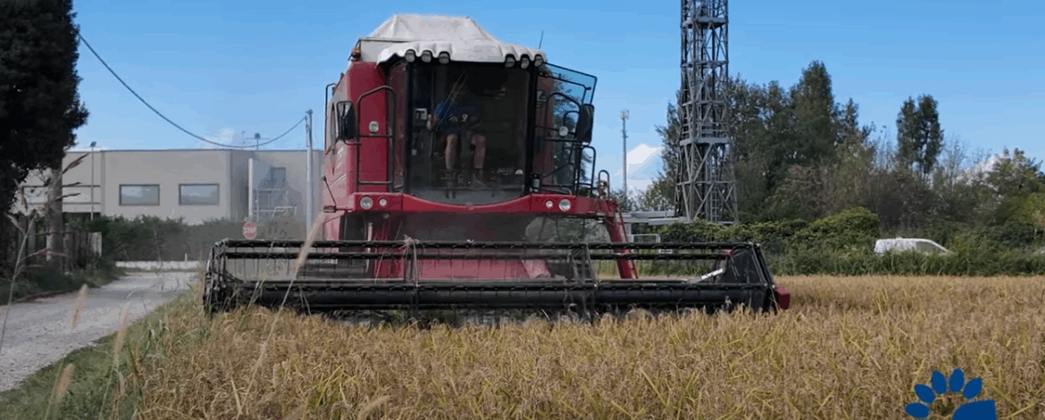 prove_in_campo_vialone_nano_27_09