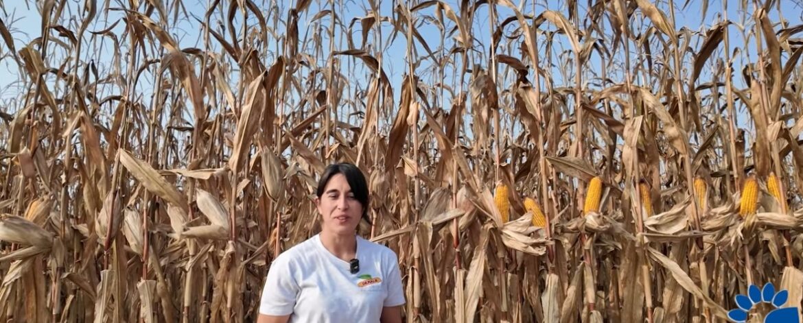 video-boieri-salla-semina-al-raccolto-mais video-boieri-salla-semina-al-raccolto-mais