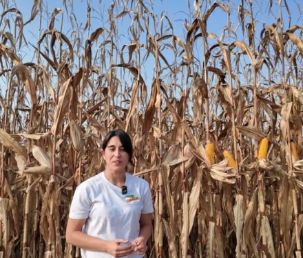 video-boieri-salla-semina-al-raccolto-mais
