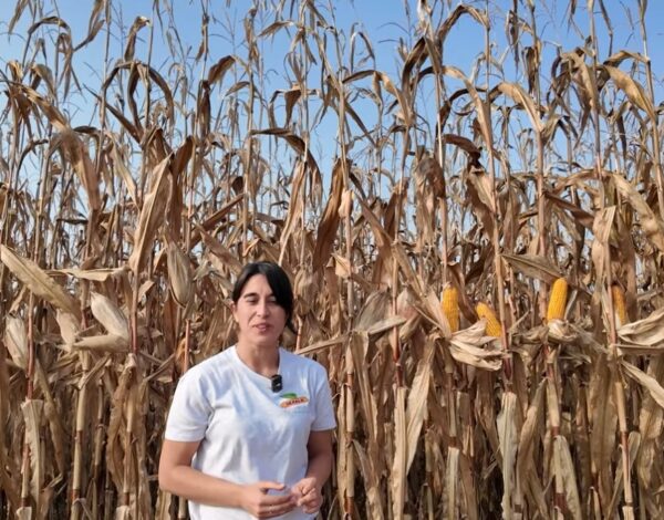 video-boieri-salla-semina-al-raccolto-mais